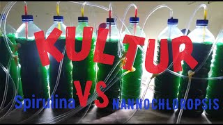 Kultur Murni Phytoplankton Spirulina dan Nannochloropsis [upl. by Nnylimaj]