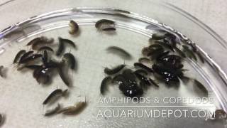 Amphipods amp Copepods for Your Reef Aquarium  Live Food for Marine Fish amp Coral [upl. by Razatlab]