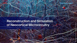 Reconstruction and Simulation of Neocortical Microcircuitry [upl. by Sudnor]