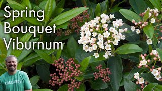 Viburnum tinus Spring Bouquet [upl. by Gnilrac]