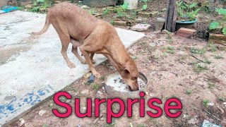 Surprise dog animals [upl. by Enoob]