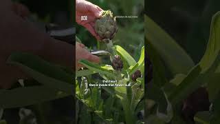 When Do I Harvest Artichokes  Gardening Australia gardeningaustralia [upl. by Eiahpets362]