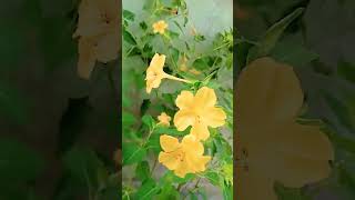 sondha maloti flower সন্ধ্যা মালোতী ফুল [upl. by Muhammad]