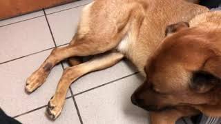 Chronic licking of the foot Lickacral granuloma on a dog [upl. by Isied280]