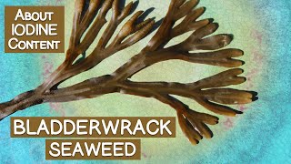 Bladderwrack Seaweed Is It a Good Source of Iodine [upl. by Hjerpe]