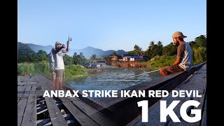 Anbax strike ikan red devil berat 1KG [upl. by Gothurd579]