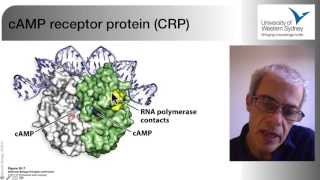 03 The Regulation of Gene Expression in Bacteria [upl. by Terej]