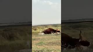 A fierce animal battle competition wild animals at close range unstoppable when a bull gets an [upl. by Aidul]