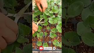 How To Take Care of baby plants farming agriculture seeds [upl. by Notac]