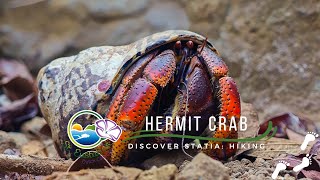 Caribbean hermit crab Coenobita clypeatus aka soldier crab in the Quill National Park of Statia [upl. by Gardia128]