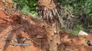 Cerro tutelar Loma Hermosa [upl. by Aitram]