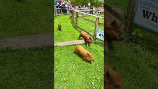 Pig Racing Excitement at Pennywell Farm 🐷🏁 [upl. by Iztim943]