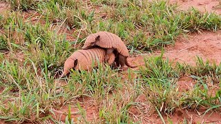 TATU PEBA Estação de reprodução TATUPEBA EUPHRACTUS SEXCINTUS SIXBANDED ARMADILLO PAPADEFUNTO [upl. by Thurber]