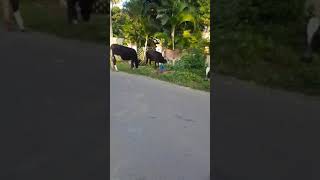 Cows Grazing grass on road [upl. by Kath]