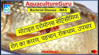 AquacultureGuru  AquaTreat  Motile Aeromonas Septicaemia  Aeromonas hydrophila  Complete Therapy [upl. by Heiskell]