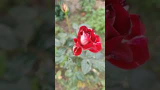 Double colour Red Rose ASMR [upl. by Mariellen]