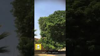 شجرة اللبخ Albizia lebbeck [upl. by Aknahs479]