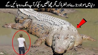 Top 5 Largest Crocodiles In The World  Animals Valley [upl. by Oicneserc]