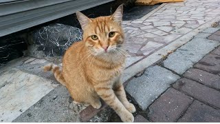 The cute orange cat makes a coquettish sound when seeing mecatvideos shorts kitten kids [upl. by Viviyan]