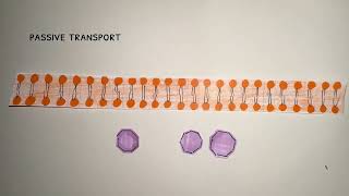 AP Bio cell signaling and disease project [upl. by Rettke]