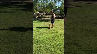 Off Leash Dog Training Small Dogs [upl. by Cammie341]