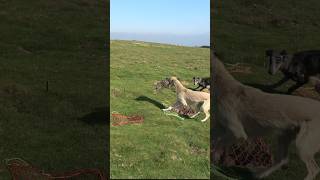 Flying out ferreting rabbiting rabbithunting lurcher hunting [upl. by Aznofla]