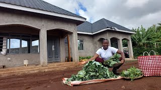 Huge Harvest Rainy Morning ASMR Life in the countryside How to store vegetables in the Fridge [upl. by Tarr]