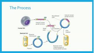 Recombinant DNA [upl. by Silvio483]