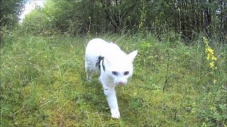 A calm Walk through the Summer Forest with Siamese Cats OffLeash [upl. by Idnak]