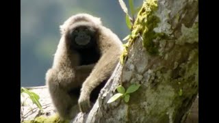 Discovering Gibbons  Expedition Borneo  BBC Earth [upl. by Beata18]