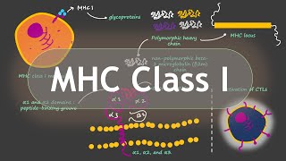 Role of MHC Class I Molecules in Immune System  Basic Science Series [upl. by Doi]