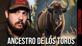 ANCESTRO DE LOS TOROS EL URO EUROASIÁTICO [upl. by Madigan]