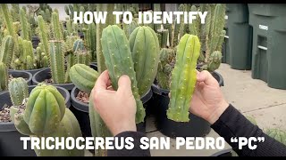 How to Identify Trichocereus San Pedro “PC” l Mallacht’s Plants [upl. by Adalie890]