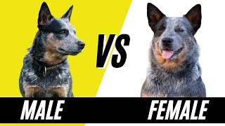 Male VS Female Blue Heelers  Difference in the Australian Cattle Dog Gender [upl. by Yelrihs]