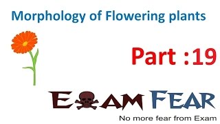 Biology Morphology of Flowering Plants part 19 Flower inflorescense CBSE class 11 [upl. by Luhe418]