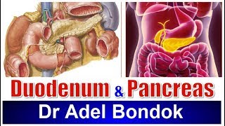 Duodenum and Pancreas Dr Adel Bondok [upl. by Einnaej]