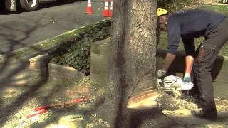 Felling a Tree  How To  Rutgers Arboriculture Classes [upl. by Boru]