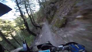 Riding Downieville and getting roosted by 2 deer [upl. by Elleivad]