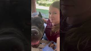 What its like owning a big dog 😅 canecorso bigdog drooling mastiff dogs doglover fyp [upl. by Ane]