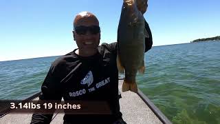 Giant Smallmouth Fox Island Cape Vincent NY [upl. by Naoj]