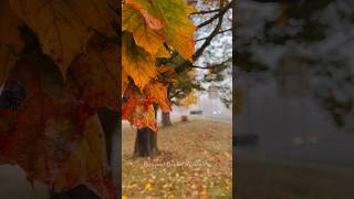 Dangerous Zero visibility on the road Beautiful Foggy Autumn morning  Backyard Garden Highlights [upl. by Hteboj]