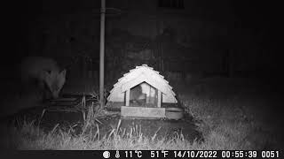 Garden Trail Camera  October 2022 Hedgehogs and Fox [upl. by Nadean]