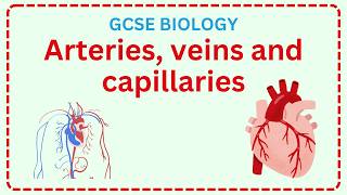 GCSE Blood vessels  Biology circulatory system revision StudeeBright [upl. by Gant552]