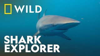 Behind the Scenes with a Shark Expert  Sharkfest  National Geographic WILD UK [upl. by Xed]