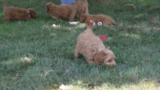 F1B Mini Goldendoodle Puppies For Sale [upl. by Warton982]