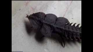 Trilobite Beetle of Borneo [upl. by Kcirdneked]