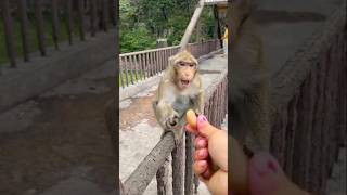 Crabeating macaque eating I Monkey family I Nook for Wildlife [upl. by Eladroc]