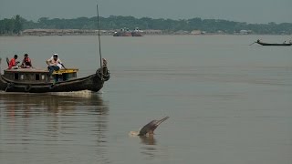 Shushuk Our Rivers and Mankind শুশুক নদী এবং আমরা [upl. by Meehan]