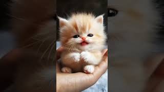 Cute cat 🥺❤️ cutecat cute cuteanimals viralvideo viralshort naturalbeauty shorts [upl. by Tranquada]