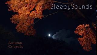 Autumn Crickets  9Hour Sleep Sound  Fall Cricket Song [upl. by Hutchings]